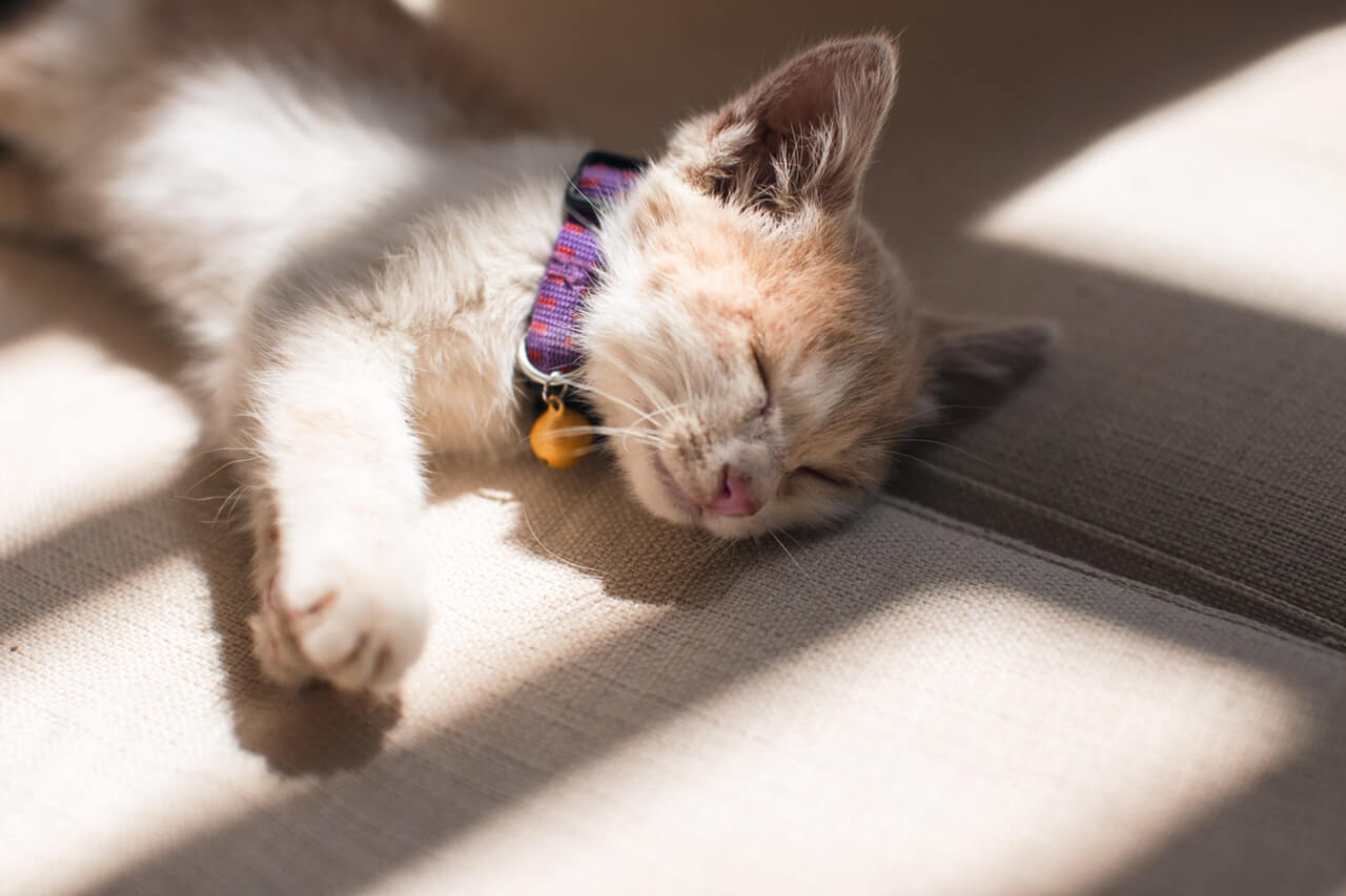 Heatstroke and Your Pet
