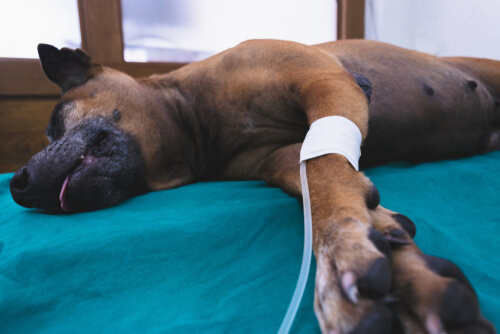 Canine Parvovirus
