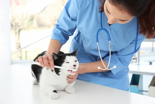 Dental Hygiene and Oral Care