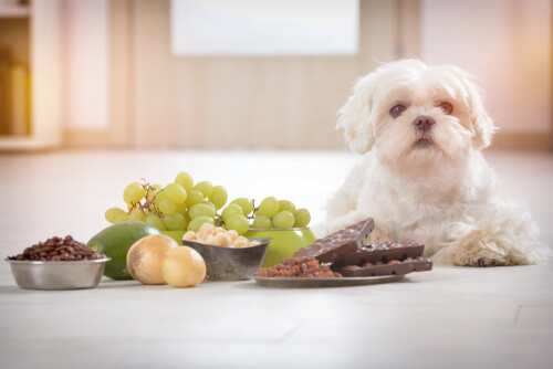 Poison Guide: What to do if you think your pet has been poisoned