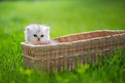 Homeopathy for Animals